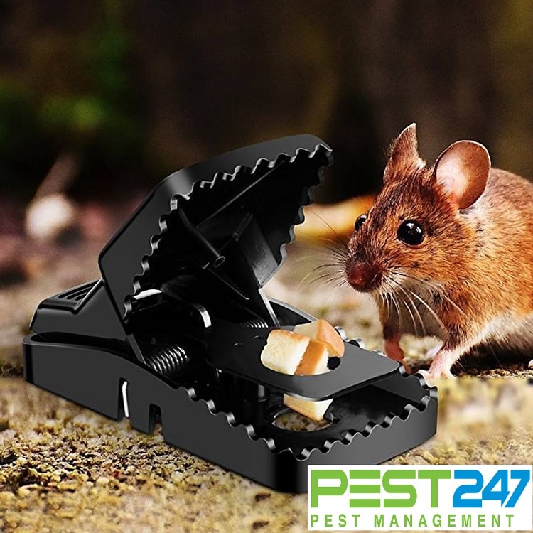 Bẫy chuột dạng kẹp - Bẫy chuột thông minh - Bẫy chuột hiệu quả nhất