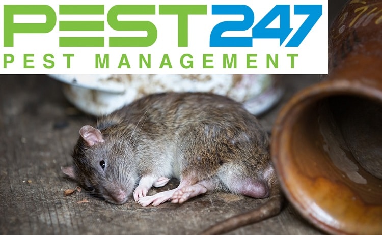 Phương pháp nào khác có thể sử dụng để diệt chuột cống ngoài việc sử dụng thuốc?
