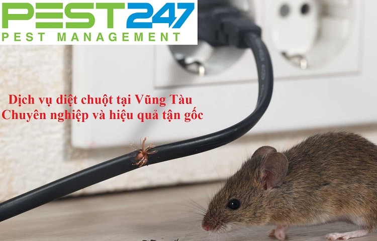 Diệt chuột – Dịch vụ diệt chuột – Công ty chuyên gia diệt chuột tại Vũng Tàu