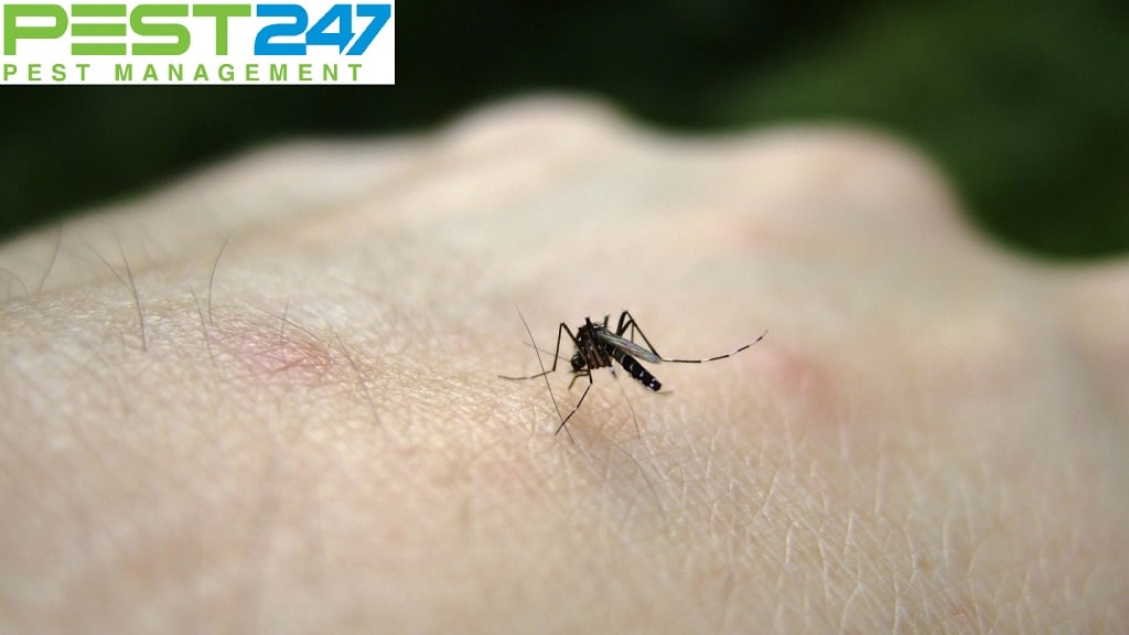 Bệnh do muỗi gây ra-1