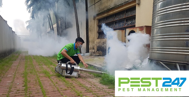 Công ty diệt côn trùng tại Quảng Ninh