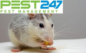 Công ty kiểm soát chuột, tiêu diệt chuột tại Hải Phòng