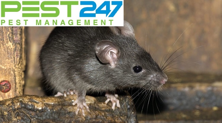 Công ty kiểm soát chuột, tiêu diệt chuột tại Quảng Nam