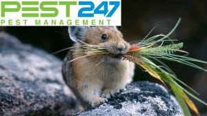 Công ty kiểm soát chuột, tiêu diệt chuột tại Quảng Ninh