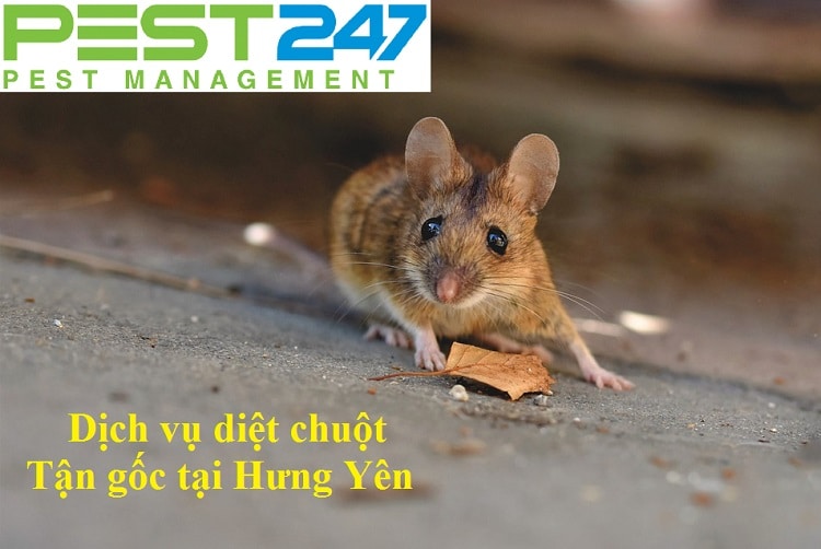 Công ty kiểm soát chuột , tiêu diệt chuột tại Hưng Yên
