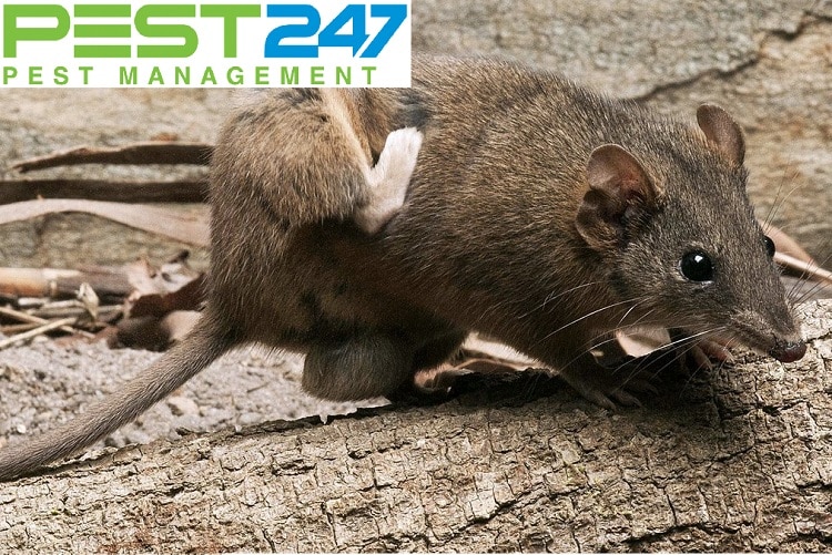 Công ty kiểm soát chuột, tiêu diệt chuột tại Đồng Nai