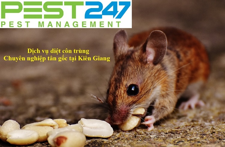 Công ty kiểm soát chuột, tiêu diệt chuột tại Kiên Giang