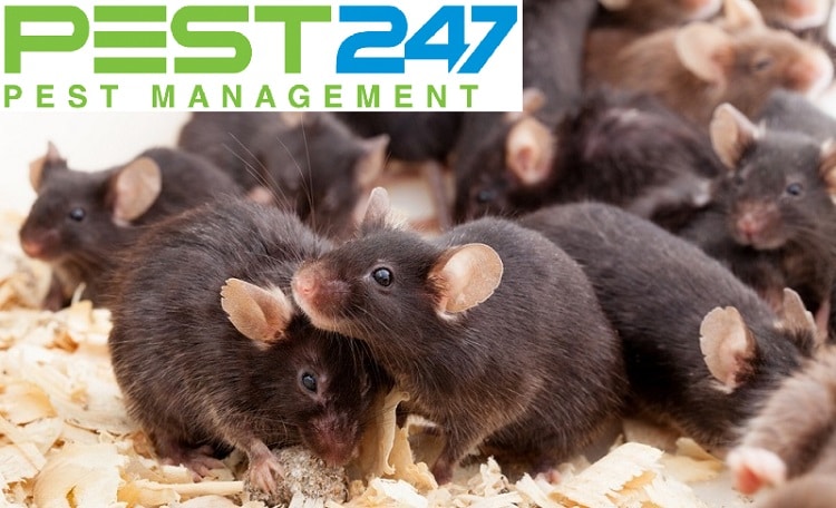 Công ty kiểm soát chuột, tiêu diệt chuột tại Long An
