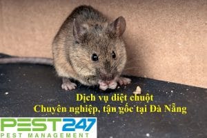 Công ty kiểm soát chuột, tiêu diệt chuột tại Đà Nẵng