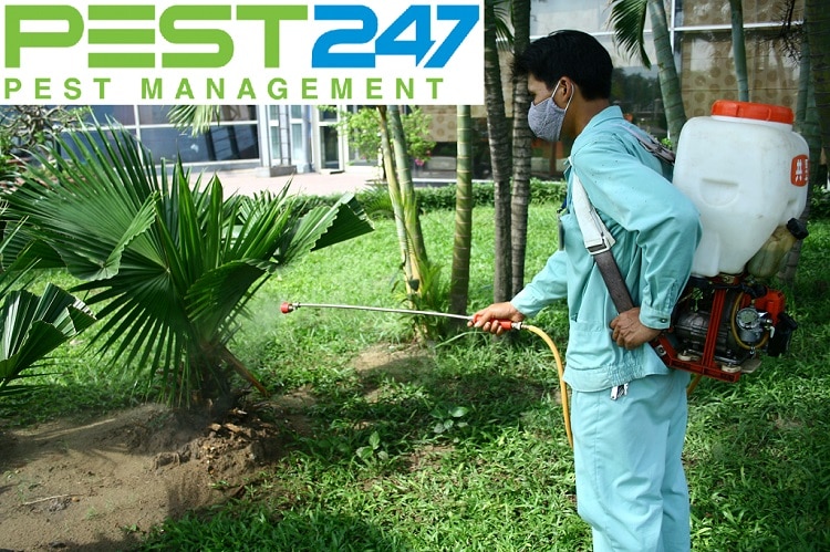 Công ty xử lý côn trùng, dịch hại chuyên nghiệp, hiệu quả tại TP.HCM