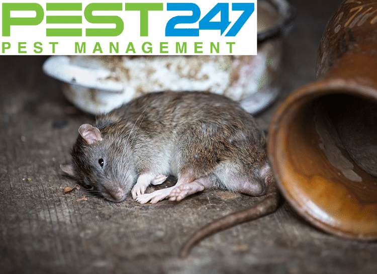 Công ty Kiểm soát chuột, tiêu diệt chuột tại Bắc Ninh