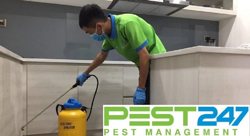 Công ty xử lý côn trùng, dịch hại chuyên nghiệp, hiệu quả tại Bắc Ninh