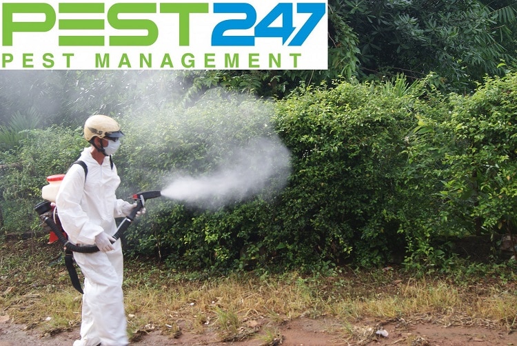 Công ty diệt côn trùng – kiểm soát dịch hại uy tín chất lượng tại Bình Phước