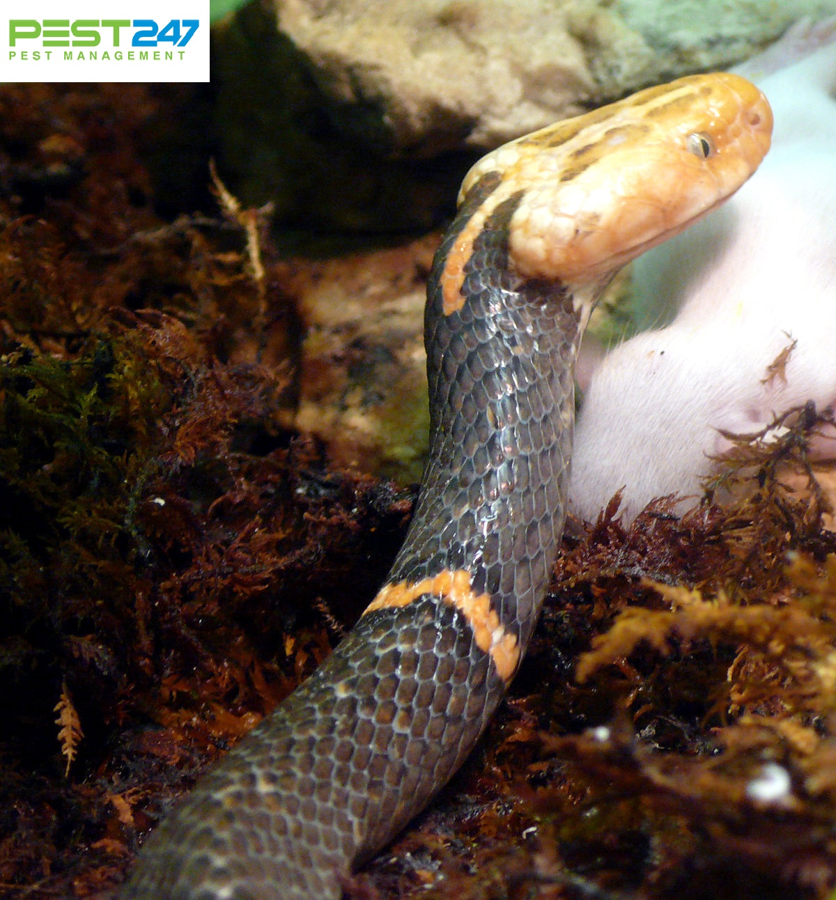 Rắn - những loại rắn thông thường gặp gỡ ở Việt nam