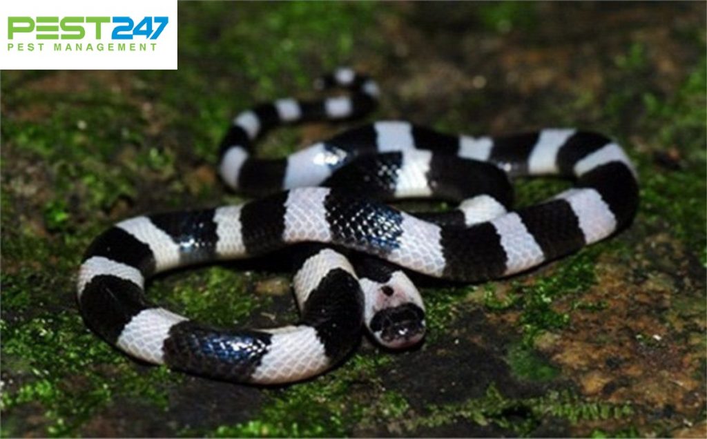 Rắn hổ mang cạp nia