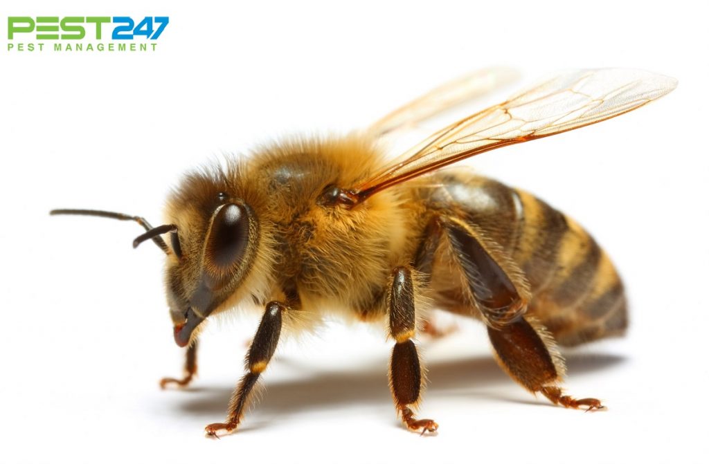 Loài ong - những điều thú vị về loài ong mà bạn chưa biết