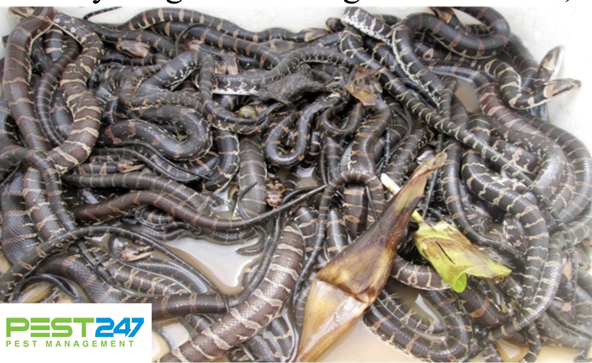Rắn – Các loài rắn thường gặp ở Việt nam