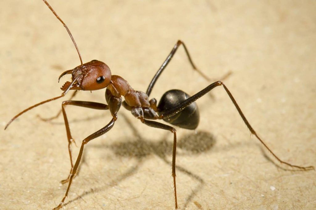 Sơ lược về loài kiến