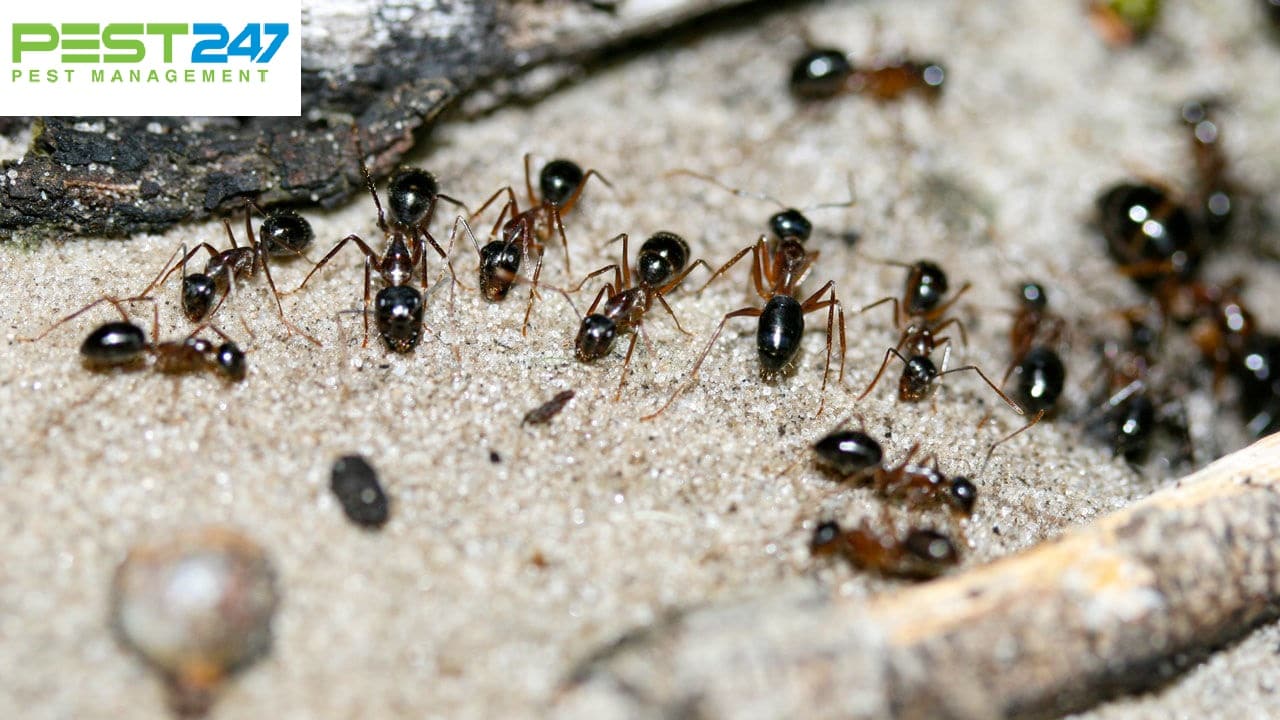 Loài kiến thường gặp ở Việt Nam
