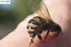 Dịch vụ diệt ong độc tại nhà | Công Ty Bắt Ong Chuyên Nghiệp