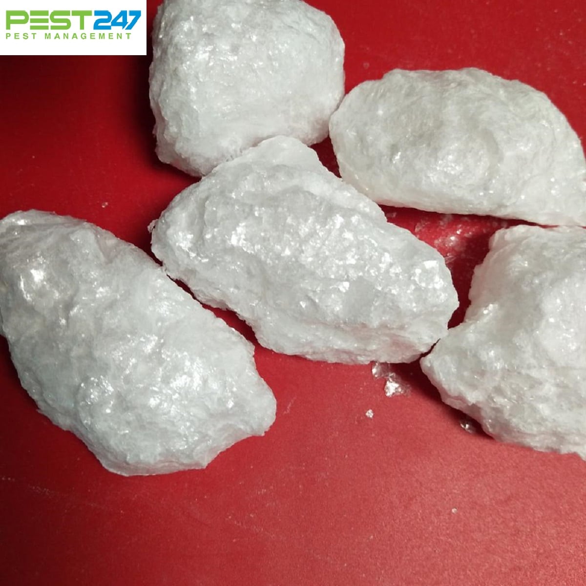 Mọt gỗ và cách diệt mọt gỗ đơn giản và hiệu quả nhất