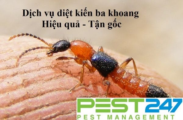 Dịch Vụ Diệt Kiến Ba Khoang Tận Gốc Chuyên Nghiệp