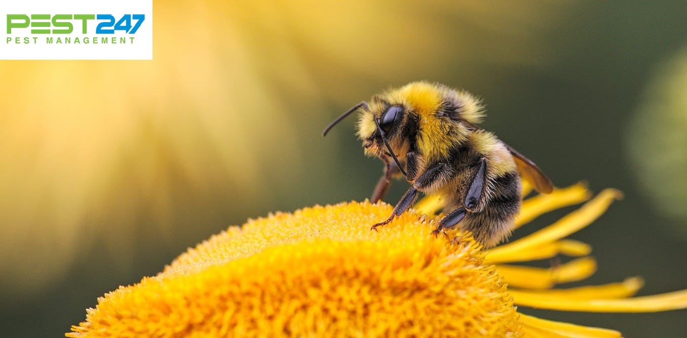 Loài ong – Những điều thú vị về loài ong mà bạn chưa biết