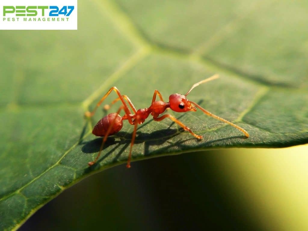Loài kiến thường gặp ở việt nam  khử trùng xanh gfc