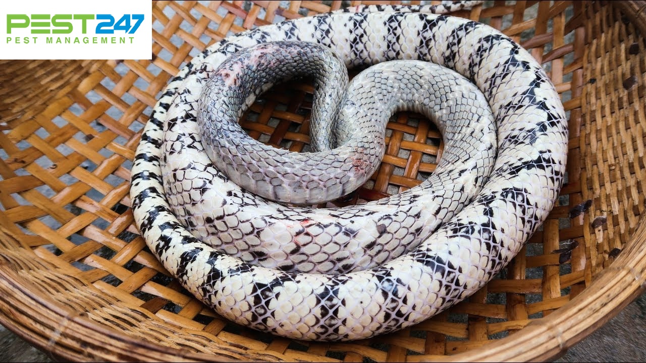 Rắn - Các loài rắn thường gặp ở Việt Nam | GFC