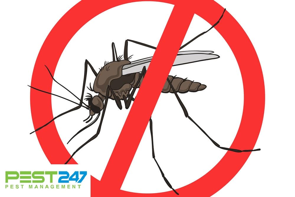 20 cách diệt muỗi, đuổi muỗi tự nhiên tại nhà hiệu quả - Khử Trùng Xanh GFC