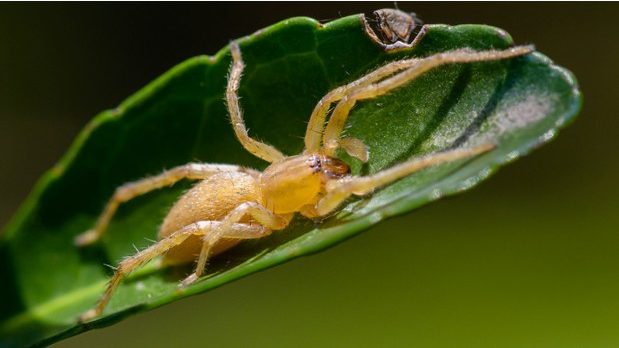 Nhện  các loài nhện phổ biến hiện nay  khử trùng xanh gfc
