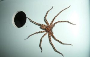 Nhện – Các loài nhện phổ biến hiện nay