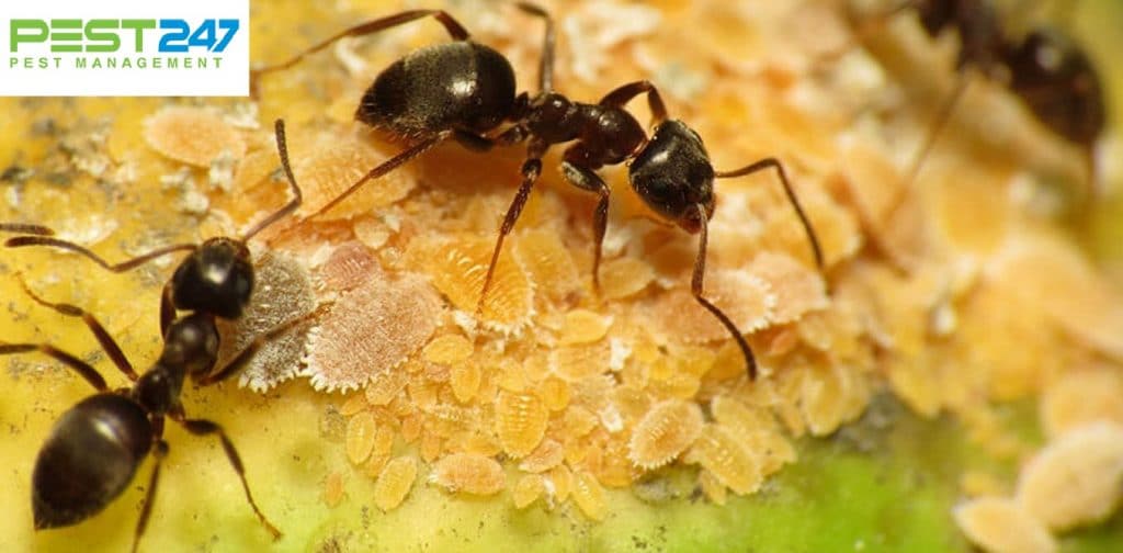 Loài kiến thường gặp ở Việt Nam