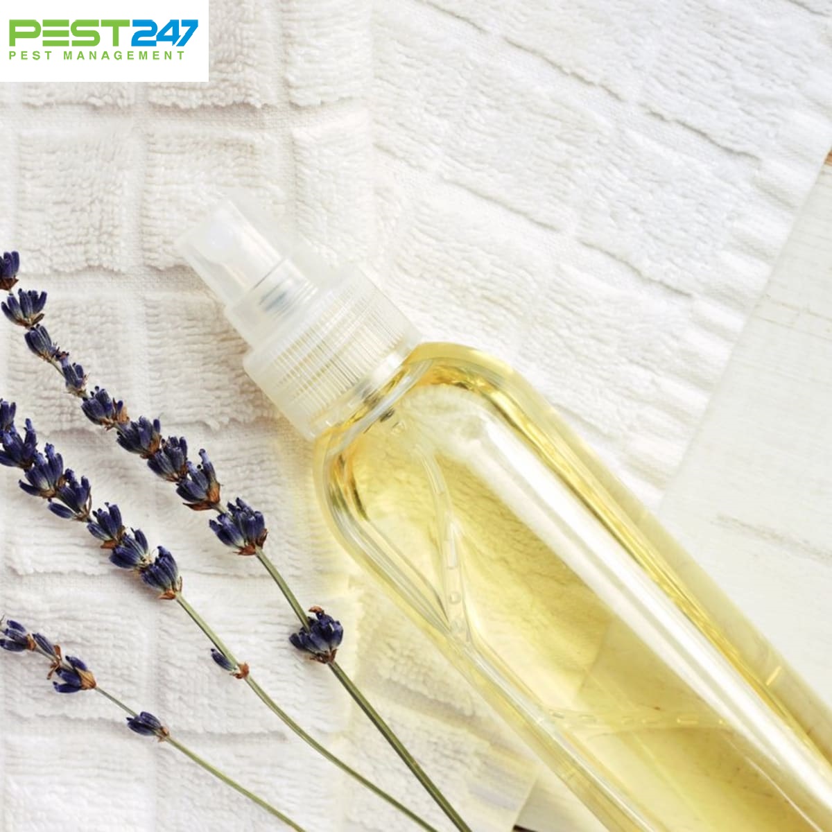 Rệp giường: Cách nhận biết rệp và cách diệt tận gốc loại rệp này