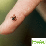 Bọ chét – Các bệnh do bọ chét gây ra và cách phòng chống
