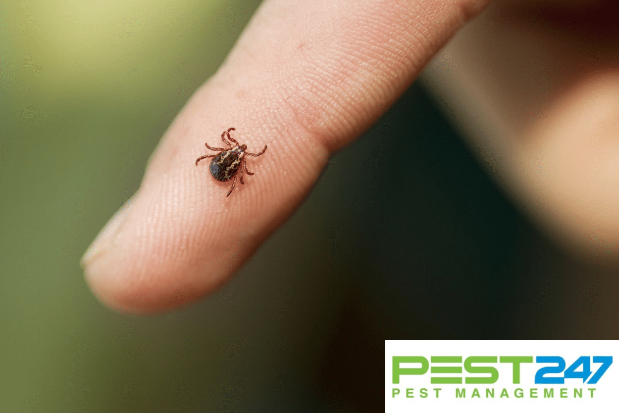 Bọ chét – Các bệnh do bọ chét gây ra và cách phòng chống