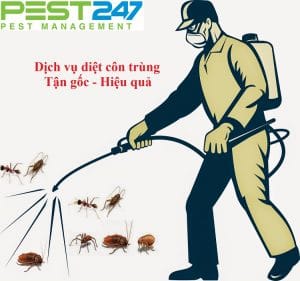 Kiểm soát côn trùng – Dịch vụ diệt côn trùng hiệu quả, uy tín