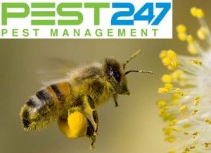 Ong chúa – Những điều thú vị xung quanh ong chúa