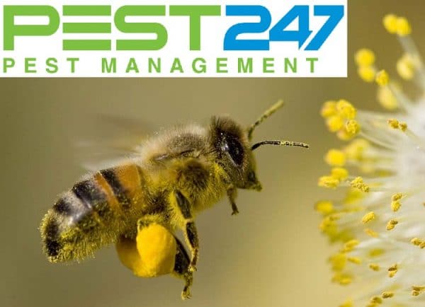 Ong chúa – Những điều thú vị xung quanh ong chúa