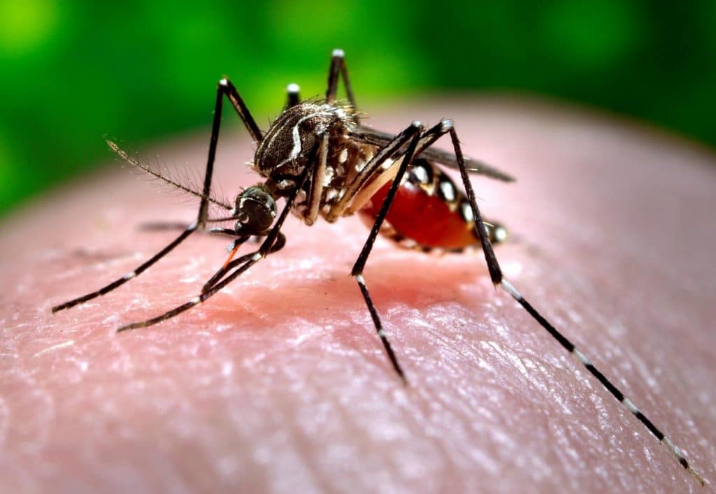 Muỗi - Cách diệt muỗi hiệu quả nhất