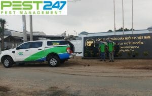 Định mức phòng chống mối cho công trình xây dựng