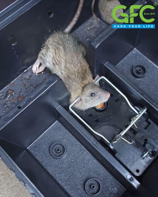 Hộp chuột GFC 02