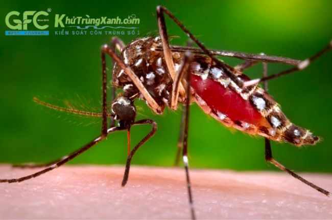 Muỗi là sinh vật truyền bệnh cho con người