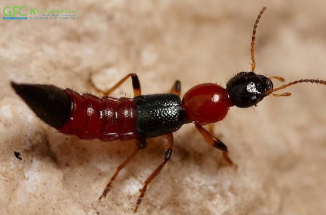 Kiến ba khoang là loài kiến cắn rất độc