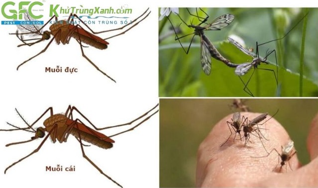 Dựa vào vòi muỗi để phân biệt muỗi đực và muỗi cái