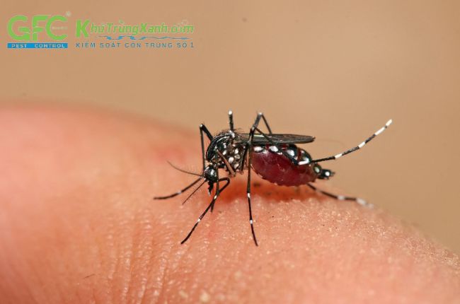 [HỎI ĐÁP] Muỗi không hút máu sống được bao lâu?