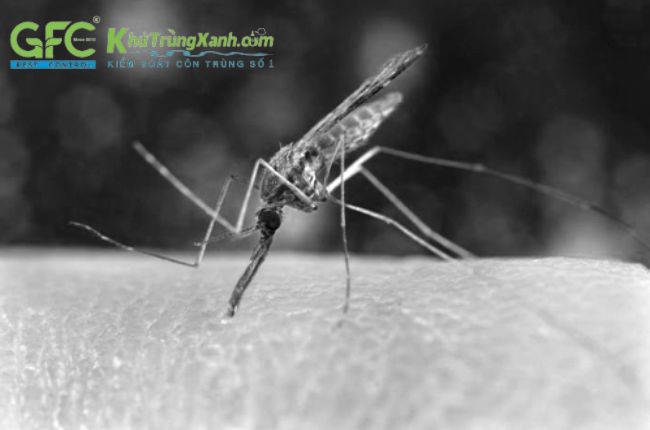 [HỎI ĐÁP] Muỗi màu trắng là muỗi gì?