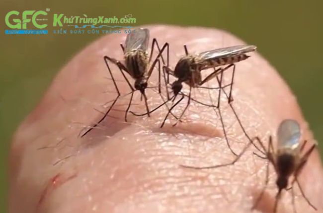 Cách phân biệt muỗi đực và muỗi cái đơn giản nhất