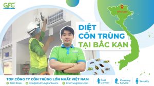 Dịch vụ diệt côn trùng tại Bắc Kạn uy tín, chuyên nghiệp