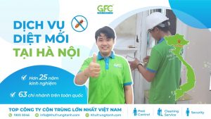 Bảng giá dịch vụ diệt mối tại Hà Nội mới nhất 2025